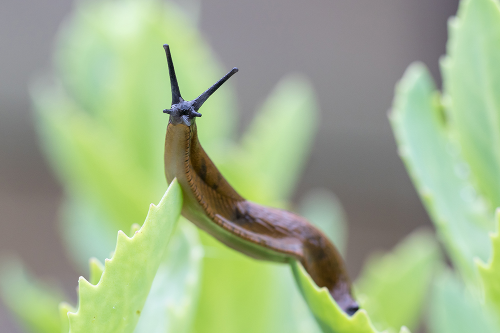 How to Keep Slugs Away From Cat Food: 7 Vet-Approved Tips