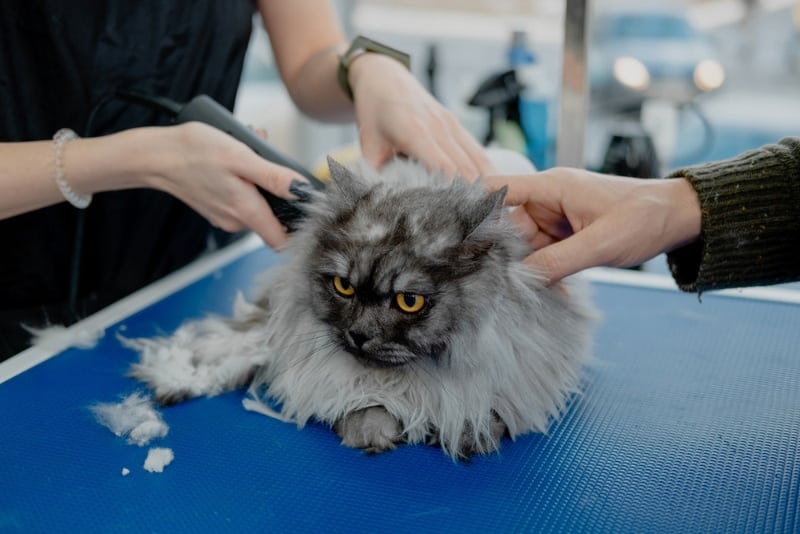 5 Best Cat Clippers for Matted Fur in 2026 - Reviews & Top Picks