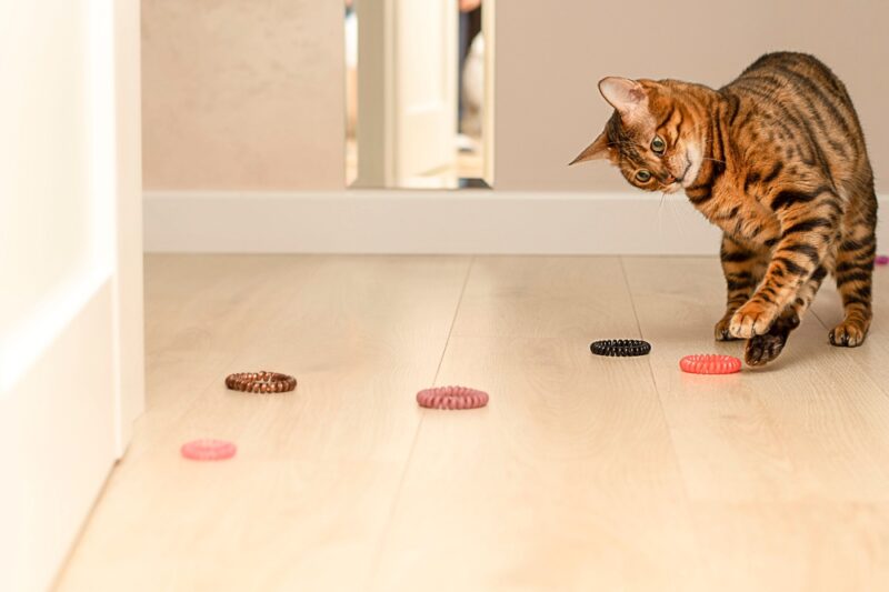 Why Vets See So Many Cats Who Ate Rubber Bands