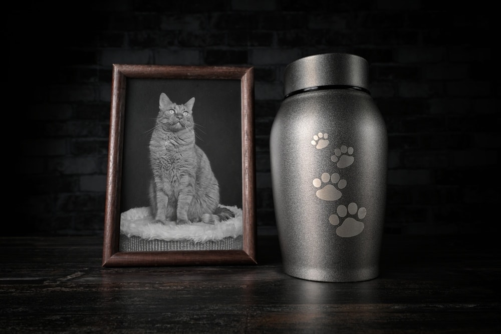 Pet Remembrance Day 2026: How & When to Celebrate