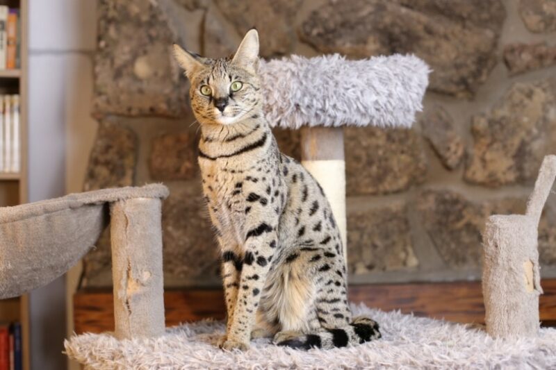 Are Savannah Cats Legal in Maryland? Updated Restrictions Across the US