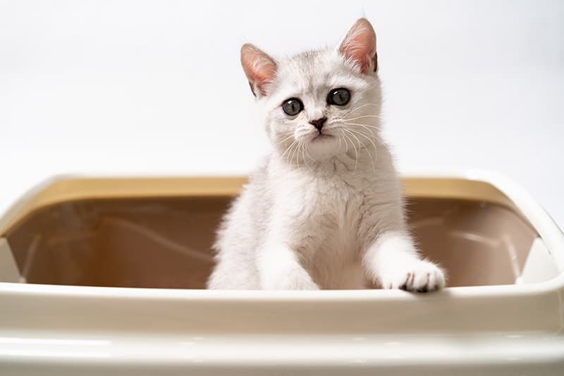 scottish-fold-kitten-in-the-litter-box