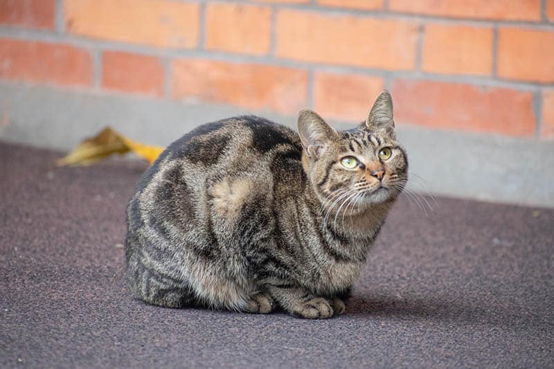 Can Cats Survive On Their Own By Hunting Wildlife? Vet-Approved Explanation