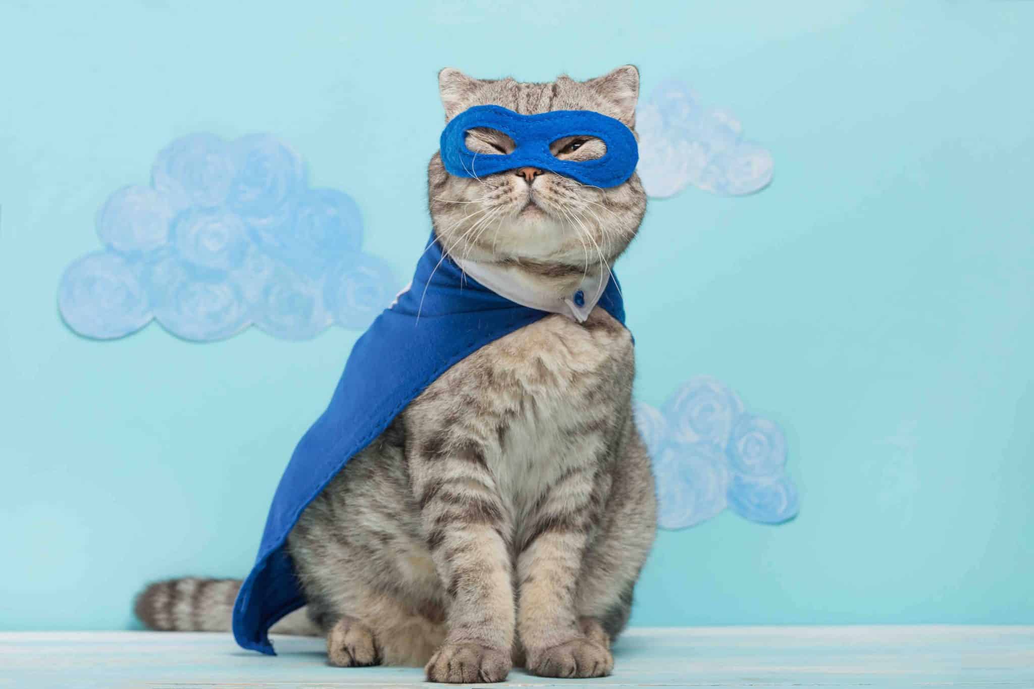 6 Amazing Hero Cats That Saved Lives (With Pictures)