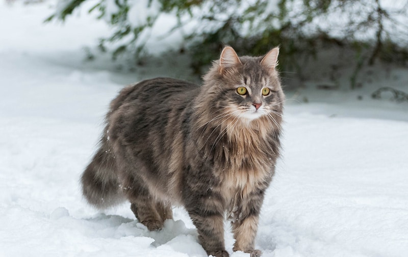 10 Russian Cat Breeds: An Overview (With Info & Pictures)