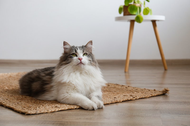 How to Provide a Secure Environment for Your Cat: 8 Vet-Reviewed Tips