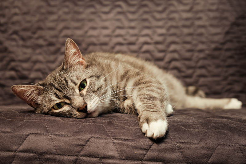 Can Stress Cause Seizures in Cats? Vet Reviewed Facts & FAQ