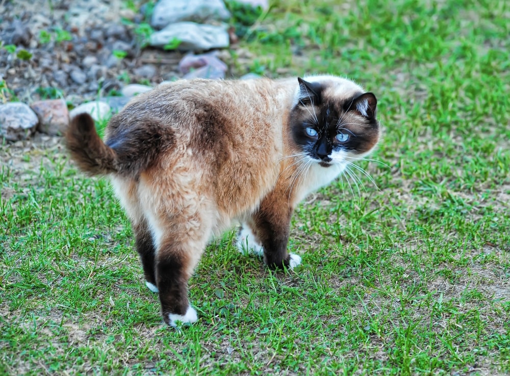 How Much Do Snowshoe Cats Shed? Our Vet Answers & Provides Tips