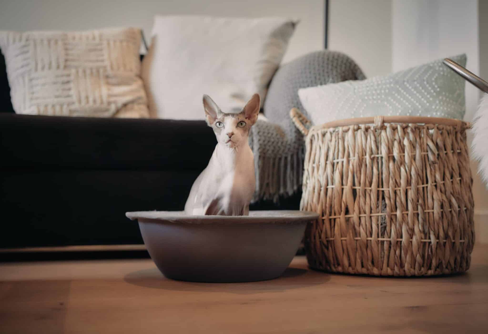 8 Best Cat Beds in 2026 - Reviews & Top Picks