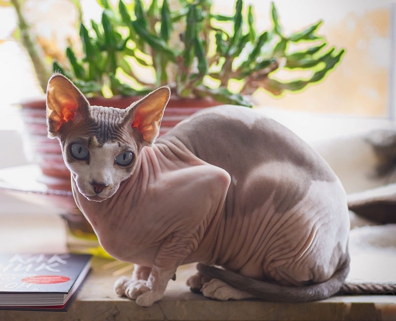 Why Do Hairless Cats Exist? Vet Reviewed Breeds, Origin & Care Tips (With Pictures)