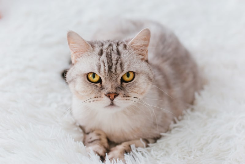 10 Pet-Friendly Hotels in Pensacola, Florida (2026 Update)