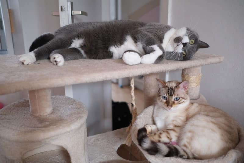 Inbred Cats: Vet-Verified Signs, Ethics, Problems & FAQ
