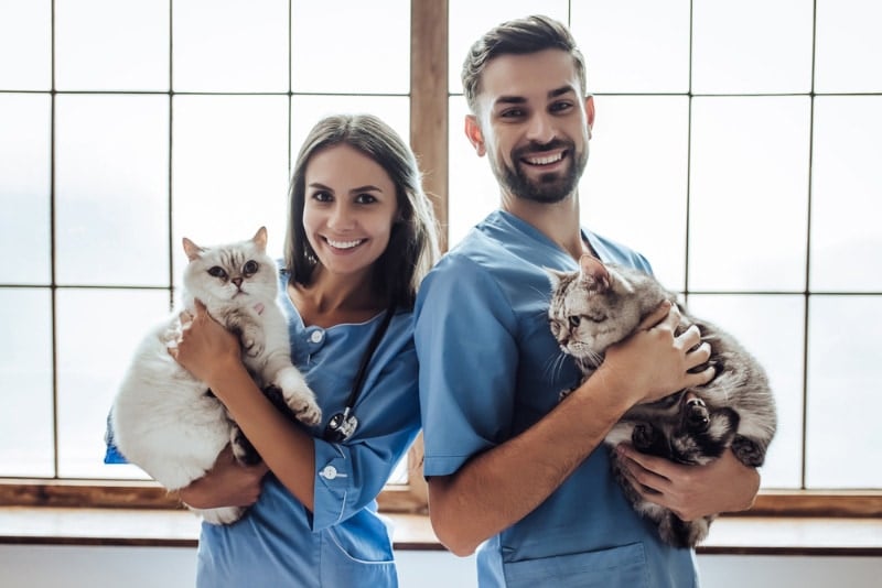 Veterinary Appreciation Day 2026: When & How to Celebrate
