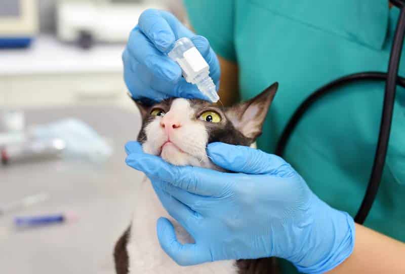 6 Best Cat Eye Drops in 2026 - Reviews & Top Picks