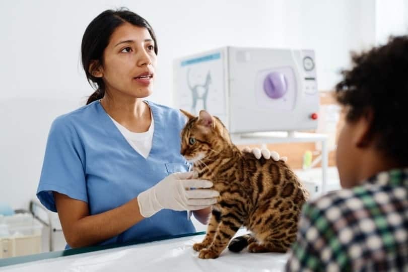 Cat Bladder Cancer: When to Euthanize (Vet Explained Signs & Advice)
