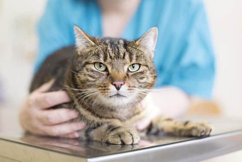 What If I Miss a Month of My Cat's Heartworm Medication? Our Vet Explains the Risks