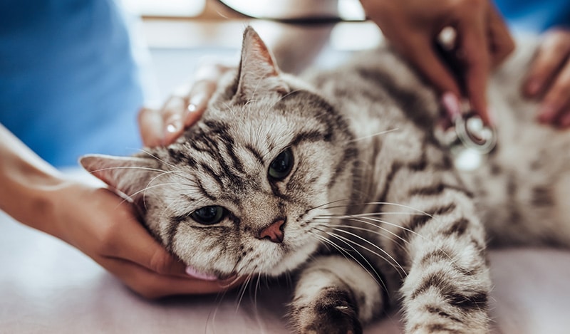 My Cat Is Not Eating But Acting Normal, What’s Wrong? 7 Vet-Reviewed Issues