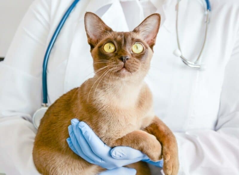 Scientists May Have Found the Missing Piece in Feline Kidney Disease