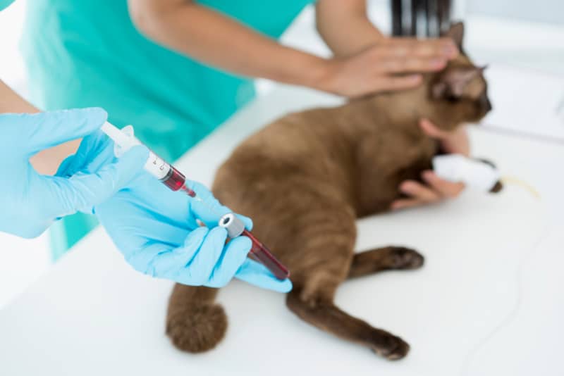 Cat Blood Types: How to Find Out (Vet-Approved Guide)
