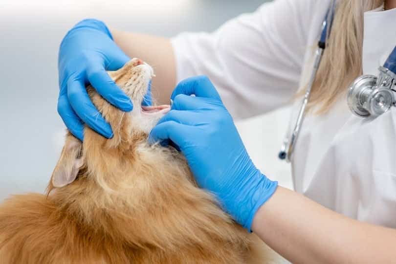 What Is a Cat Dental Emergency? Health & Care Facts (Vet Answer)