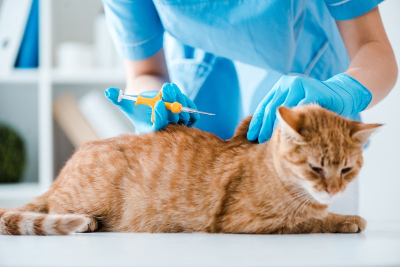 National Microchipping Month 2026: When & What It Is