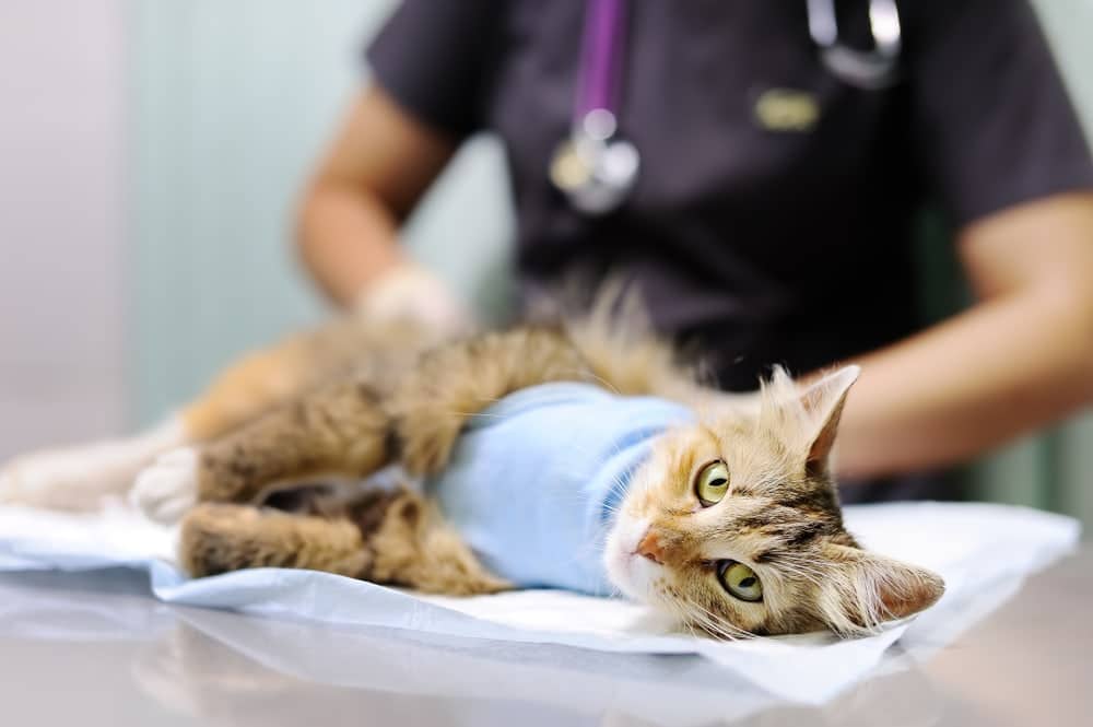At What Age Should You Neuter or Spay Your Cat? Vet-Approved Facts & FAQ