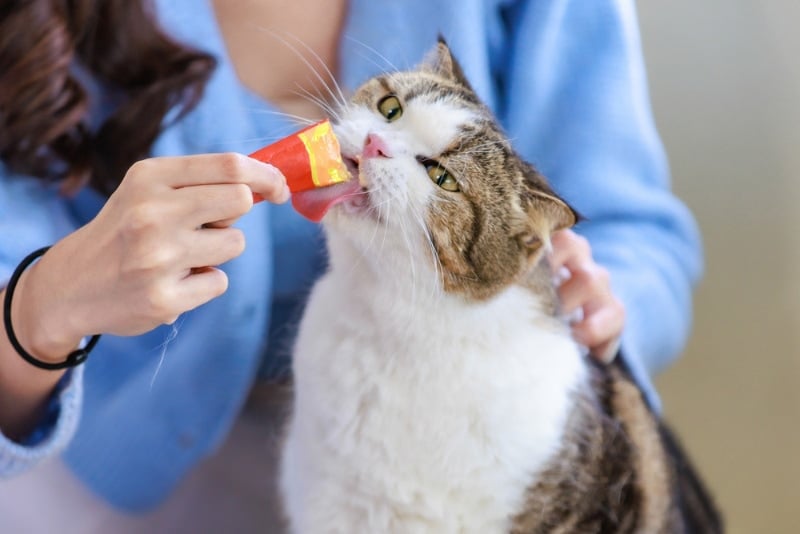 10 Best Lickable Treats for Cats in 2026 - Reviews & Top Picks