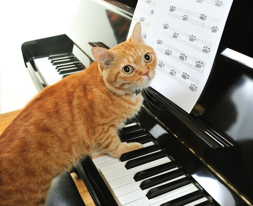 Meet the Cats of Bohemian Rhapsody (With Pictures)