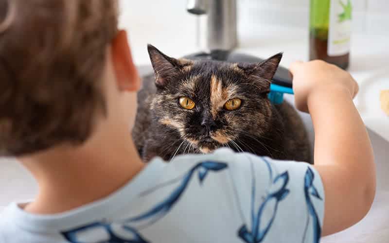 21 Fun & Vet-Reviewed Facts About Cats For Kids