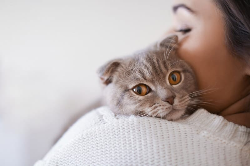 9 Reasons To Foster A Cat: Amazing Benefits Explained