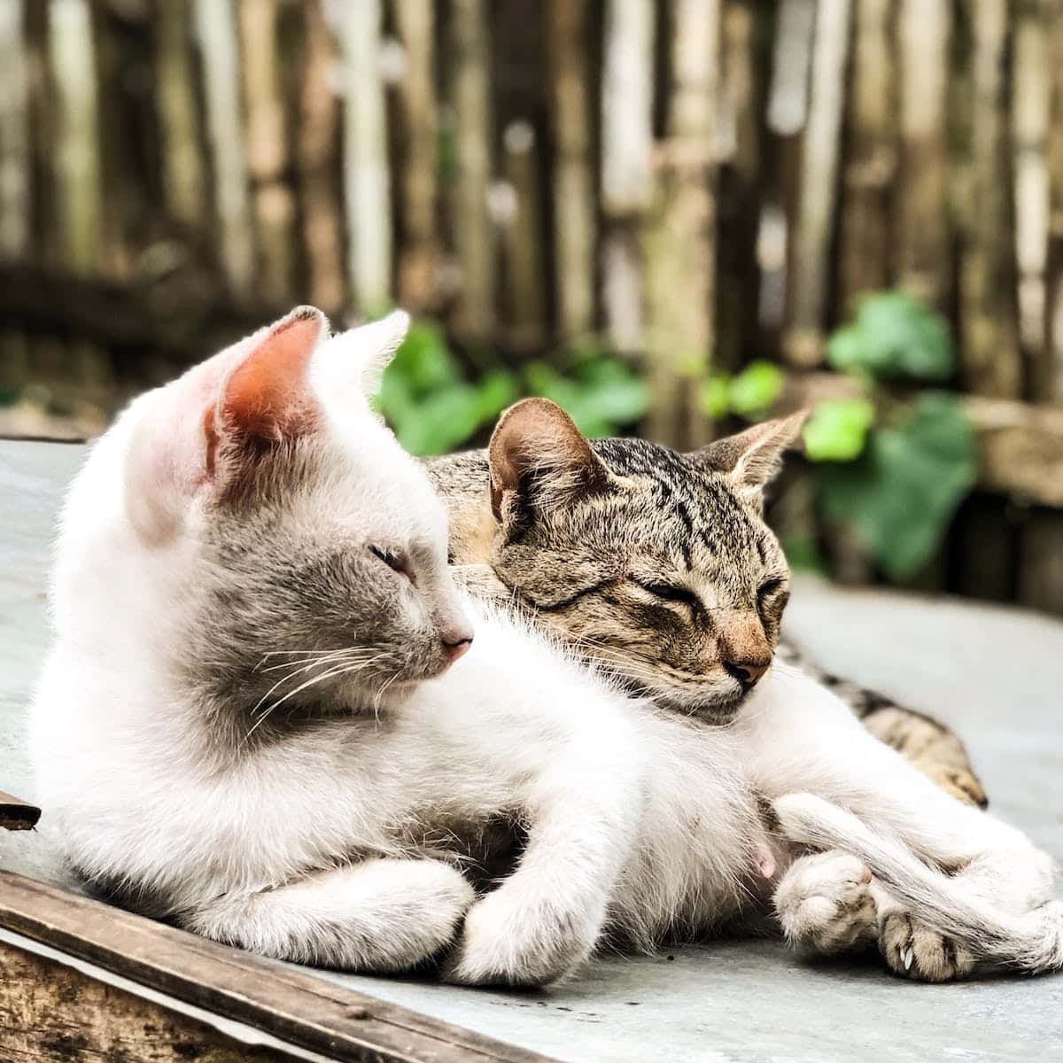 Do Neutered Cats Still Mate? Vet-Approved Facts