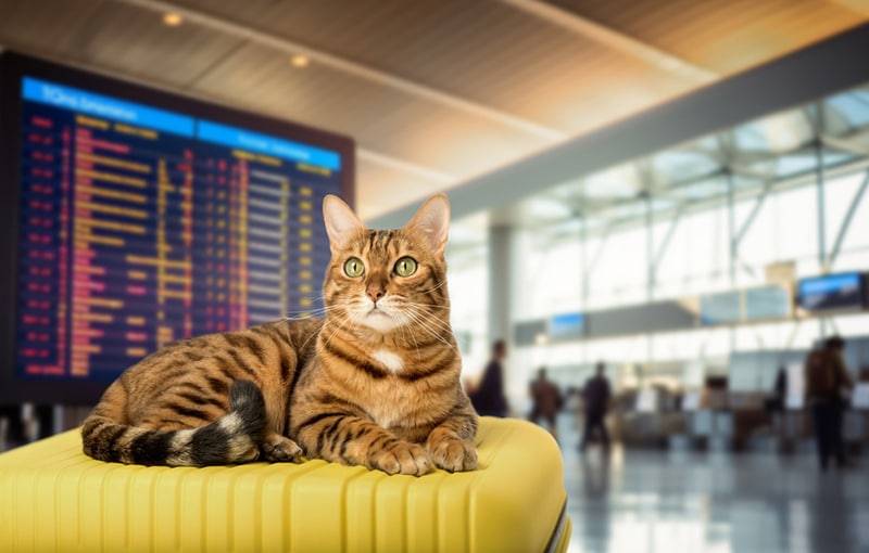 What Airlines Allow Cats on Them? 4 Pet-Friendly Options & Travel Tips