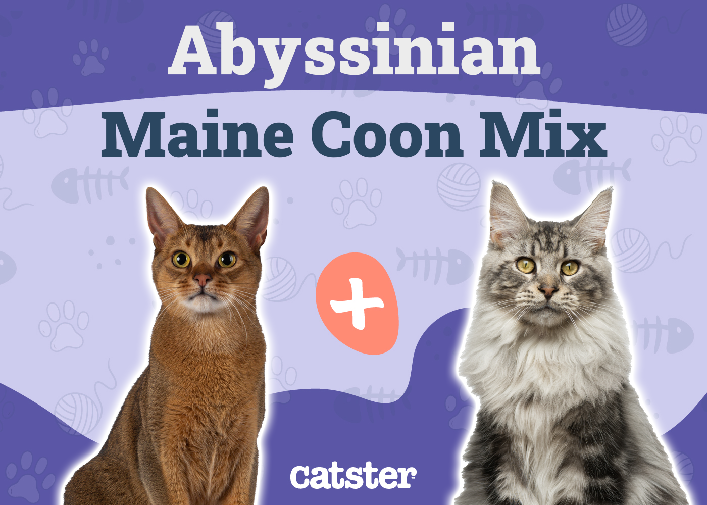 Abyssinian Maine Coon Mix: Info, Pictures, Care & More