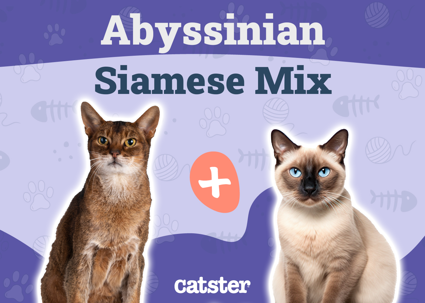 Abyssinian Siamese Mix: Info, Pictures, Care Guide & Temperament