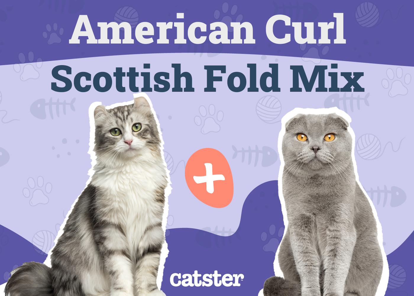American Curl Scottish Fold Mix: Info, Pictures, Temperament & Traits