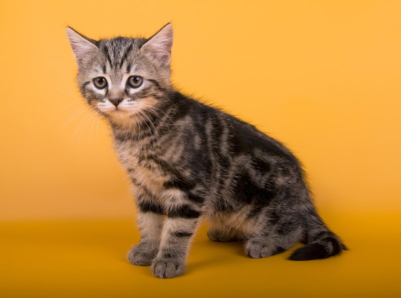 7-12-Month Old Kitten: What to Expect (Vet-Verified Guide)