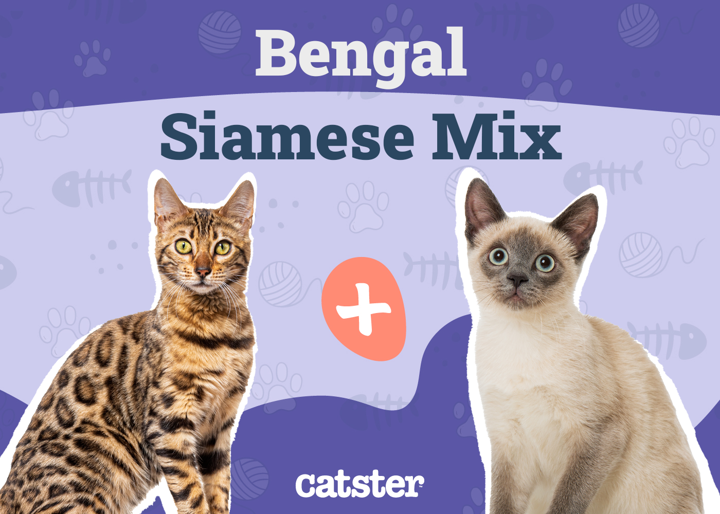 Bengal Siamese Mix: Info, Pictures, Care, Traits & More