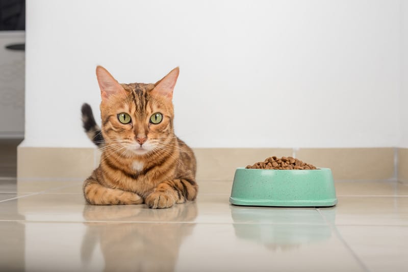 Do Cats Eat Less in Summer? Vet-Approved Seasonal Feeding Guide