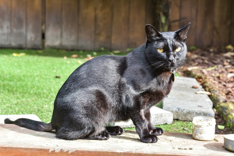 5 Strange Cat Superstitions That Aren’t True: Myths Debunked
