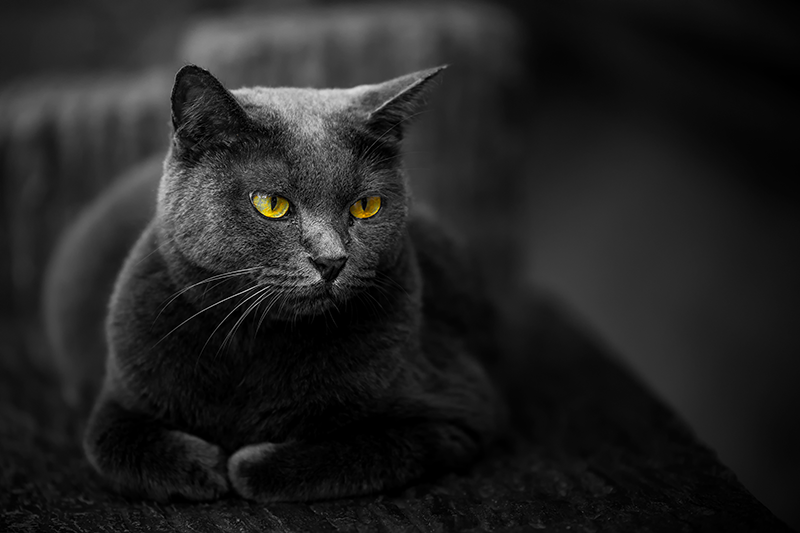 15 Creepy Cat Facts That Some People May Find Disturbing!