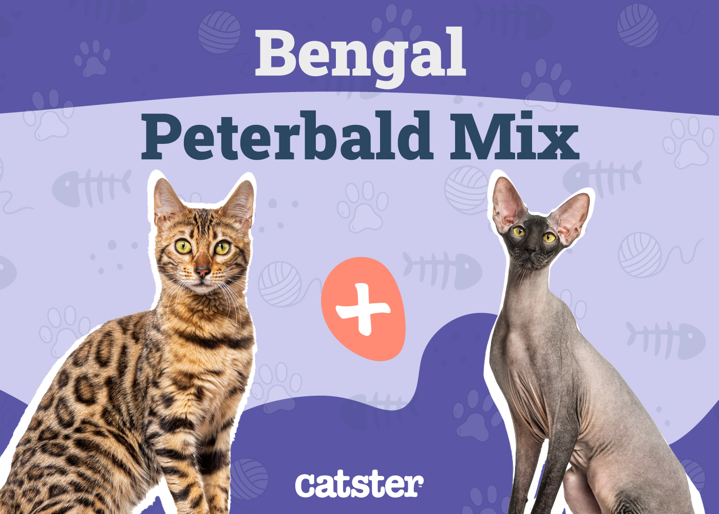 Bramble Cat Breed: Info, Pictures, Care & More