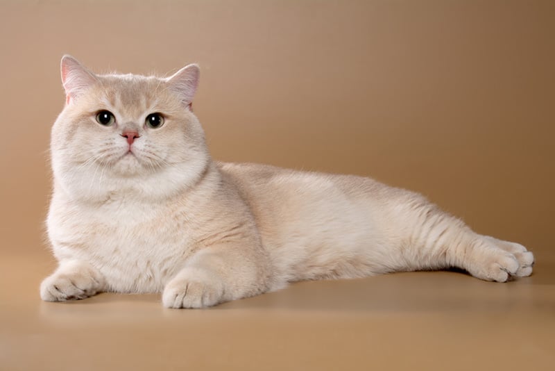 British Shorthair cat chinchilla