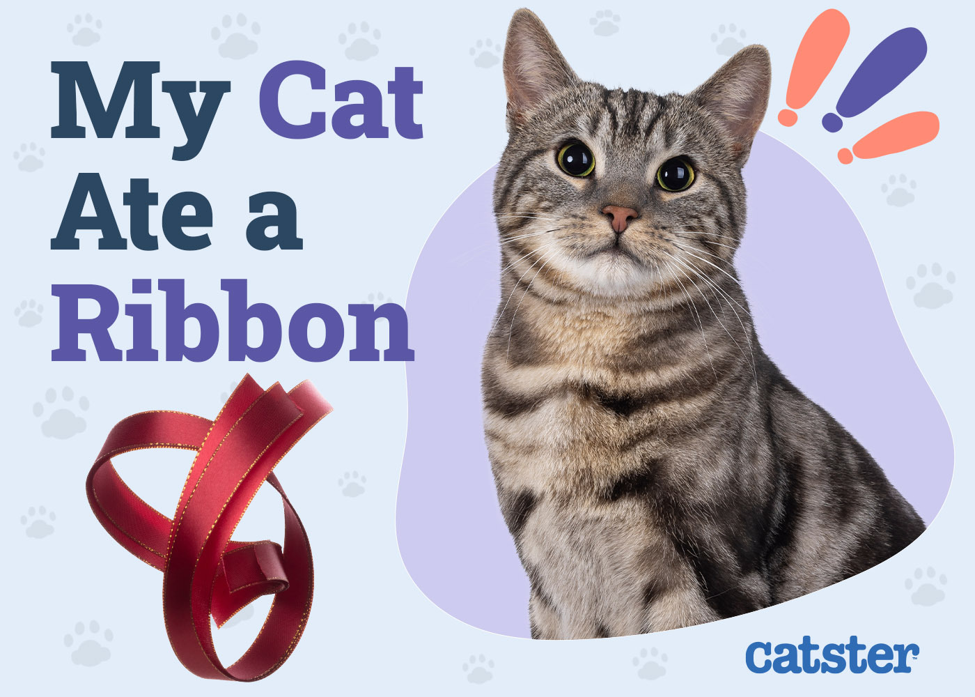 My Cat Ate a Ribbon: Is It Dangerous? Our Vet Explains