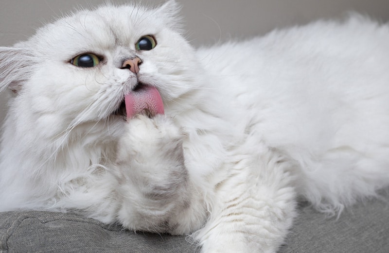 Why Is My Cat “Fur Mowing”? Vet-Reviewed Causes & Treatments Explained