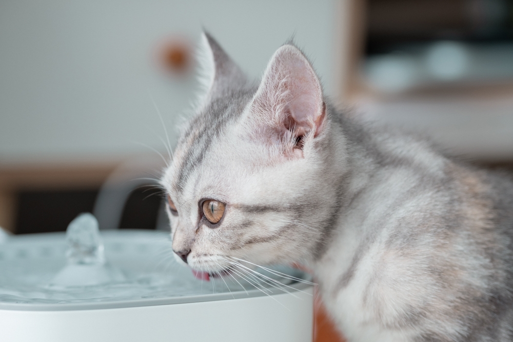 11 Best Cat Water Fountains in 2026 - Reviews & Top Picks