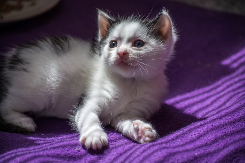 How to Approach a Scared Kitten: 6 Steps & Tips