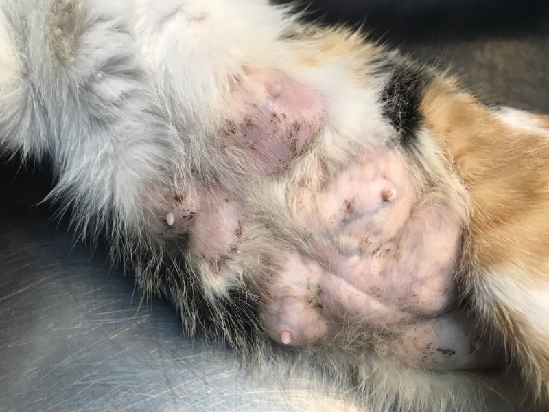 Breast Cancer in Cats: Signs, Causes & Care (Vet Answer)