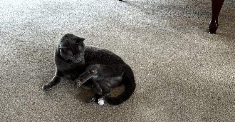 Dental Procedures for Cats: How Olga Recovered From Surgery