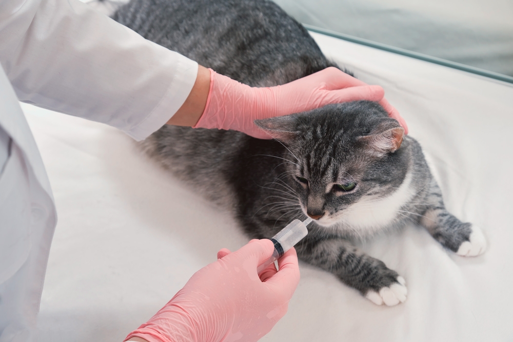 Miralax for Cats: Our Vet Explains Dosages, Uses & Side Effects
