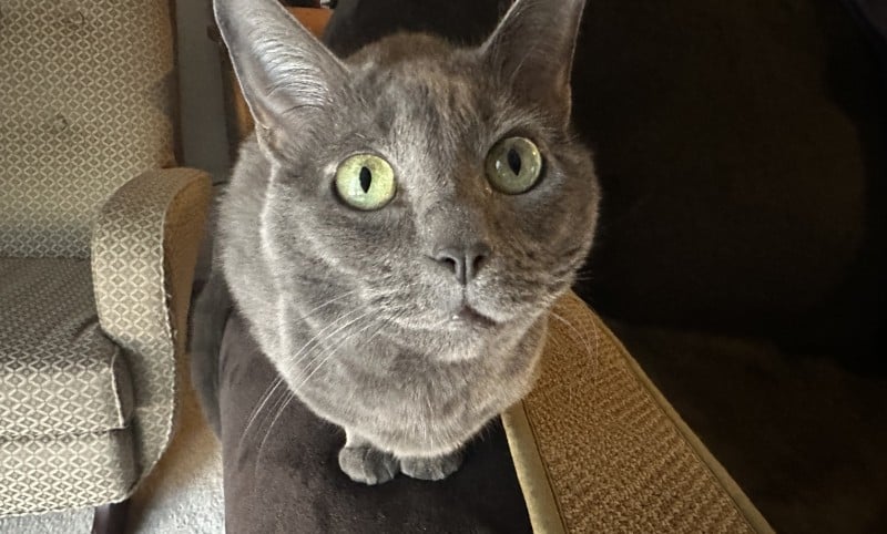 Feline Intelligence: How Smart Is Olga?